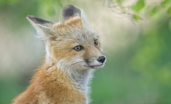 Fox Kit-01441
