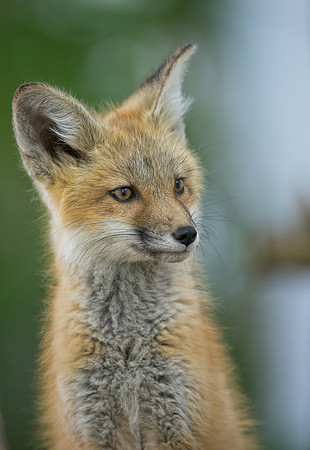 Fox Kit-01778