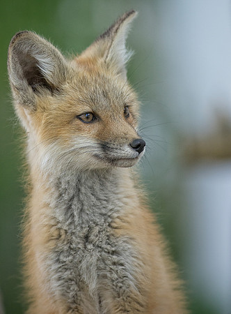 Fox Kit-01810
