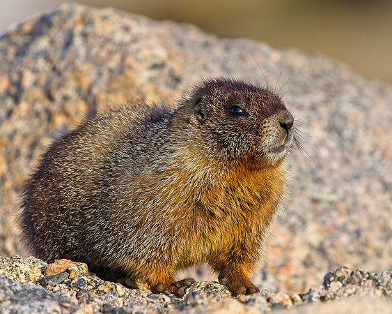 MT EVANS 7-4 (212)