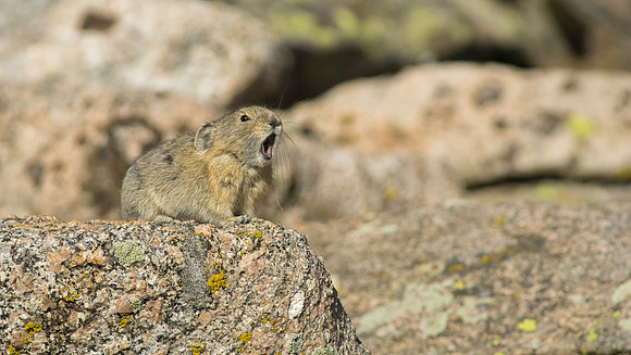 Pika Barking-3190-2