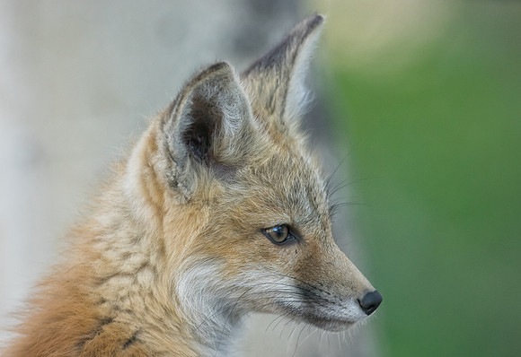Fox Kit-01077