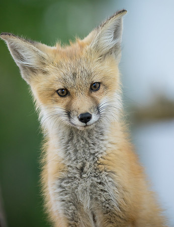 Fox Kit-01750