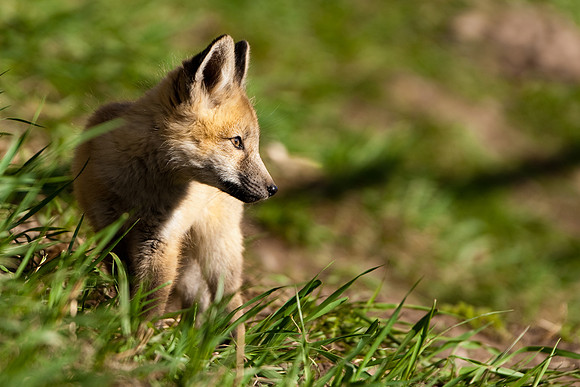 Fox Kit-5683