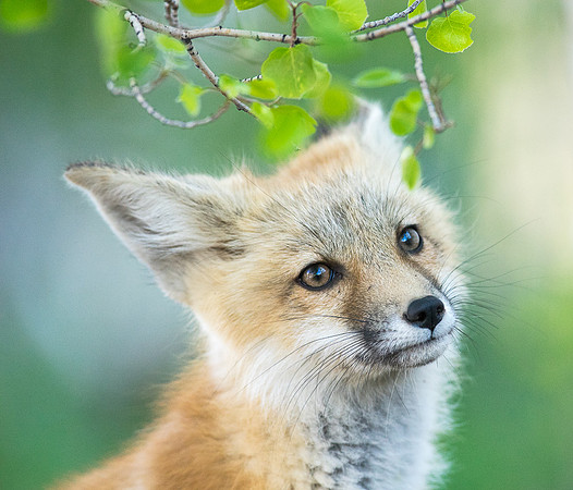 Fox Kit-01056
