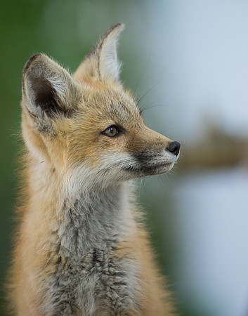 Fox Kit-01811