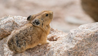 Pika-04307