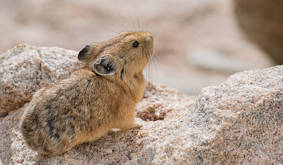 Pika-04307