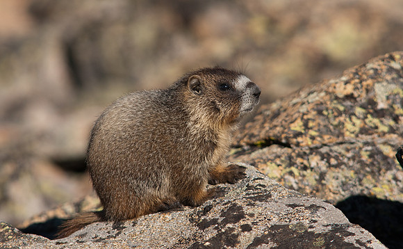 Baby Marmot-8340