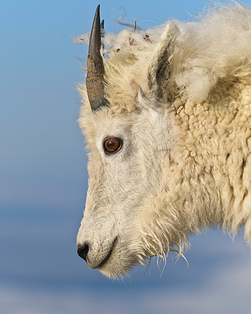 MT EVANS 7-9 (70)