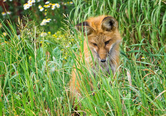 Red Fox-6775-1