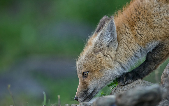 Fox Kit-00992