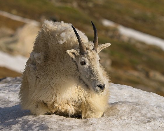 MT EVANS 7-2 (291)