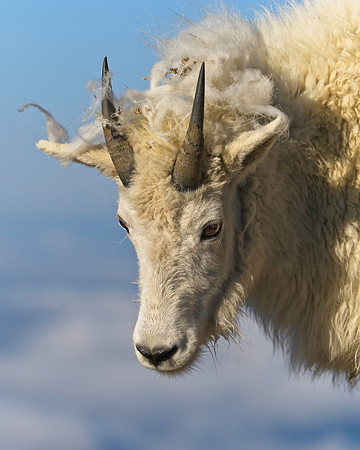 MT EVANS 7-9 (59)