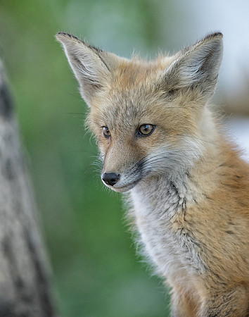 Fox Kit-01187
