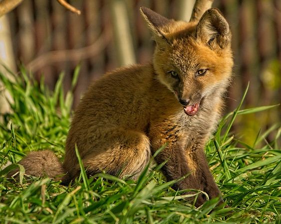Fox Kit-7601_Export