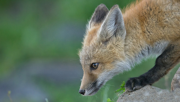Fox Kit-00989