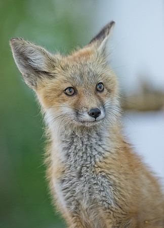 Fox Kit-01540