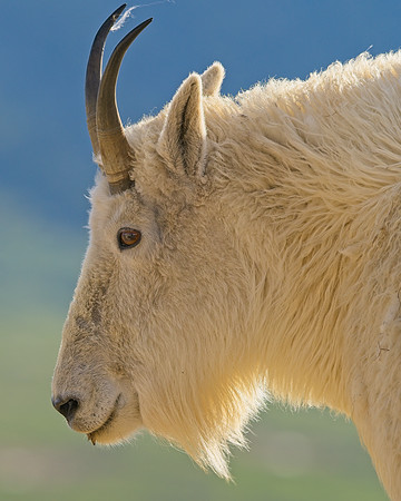 MT EVANS 7-2 (316)