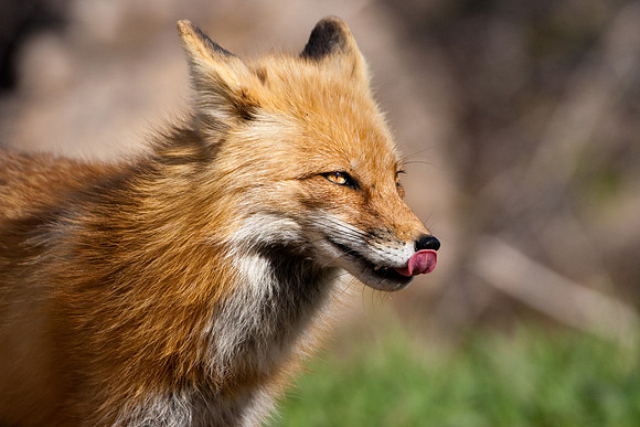 Red Fox-3242