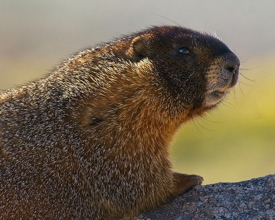 MT EVANS 7-9 (105)