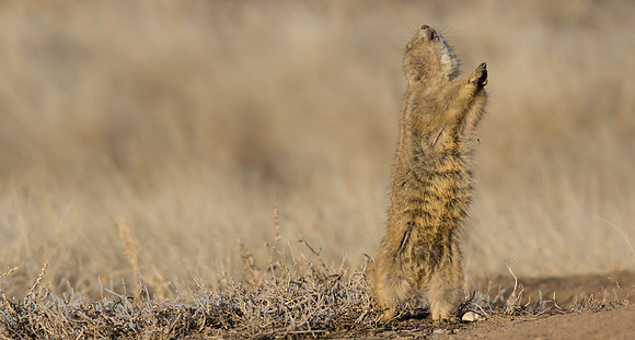 Dancing Prairie Dog-3058