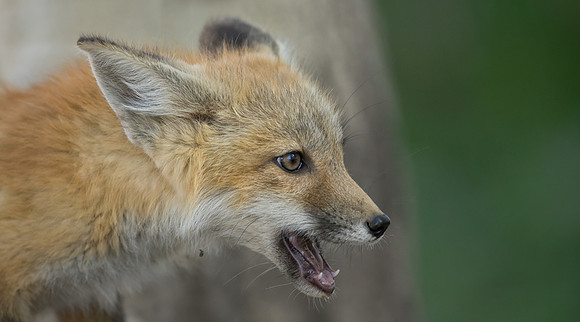 Fox Kit-01592