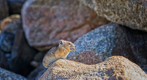 Pika Gathering-8997-1