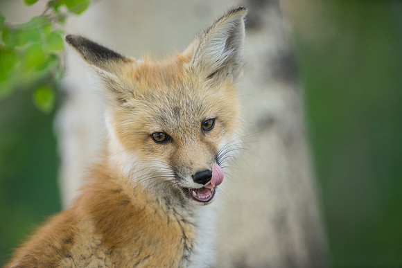 Fox Den-01633