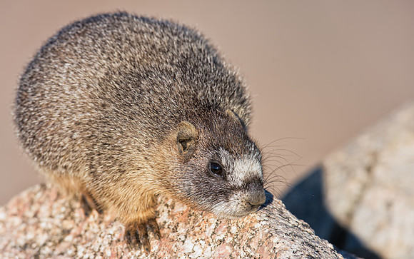 Marmot Baby-02866