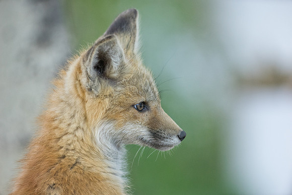 Fox Kit-01419 (1)