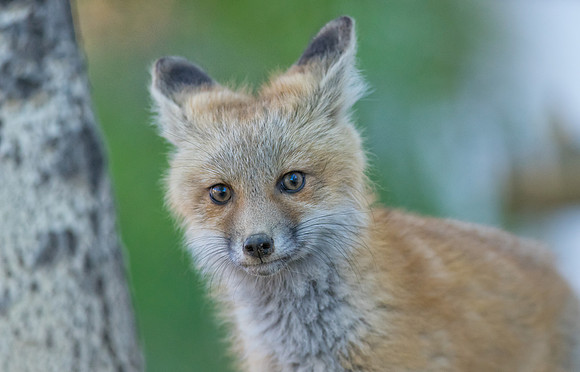 Fox Kit-00659