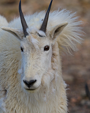 MT EVANS 7-4 (173)