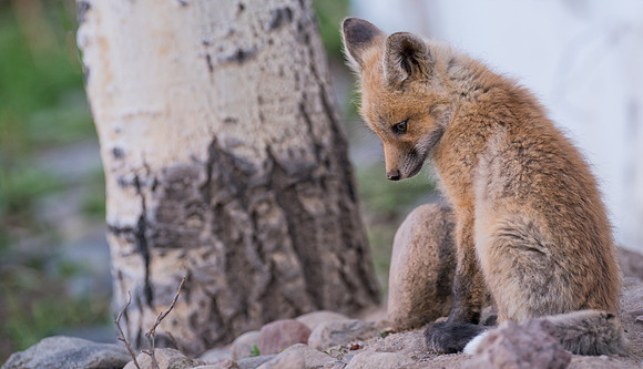 Fox Kit-07984