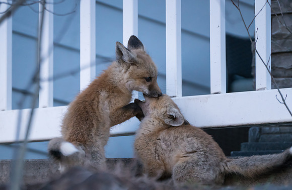 Fox Kits-07891