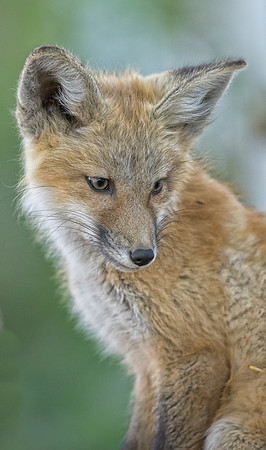 Fox Kit-01304