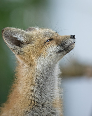 Fox Kit-01884