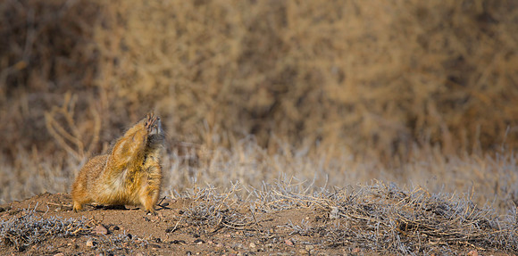 Prairie Dog Waving-1822-2
