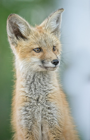 Fox Kit-01698
