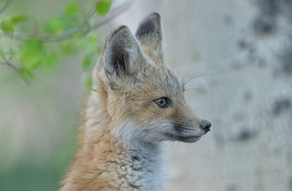 Fox Kit-00688