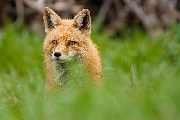 Red Fox Print-3876