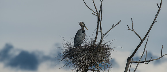 GBH-06000
