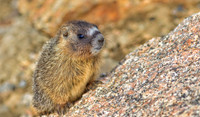 Marmot Baby -0131-1