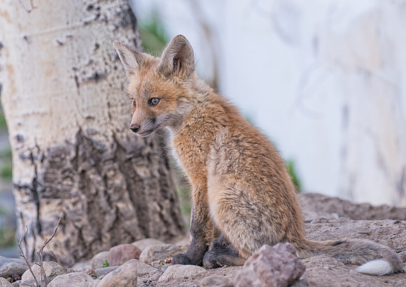 Fox Kit-08033