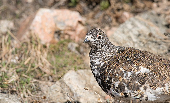 Ptarmigan-09816