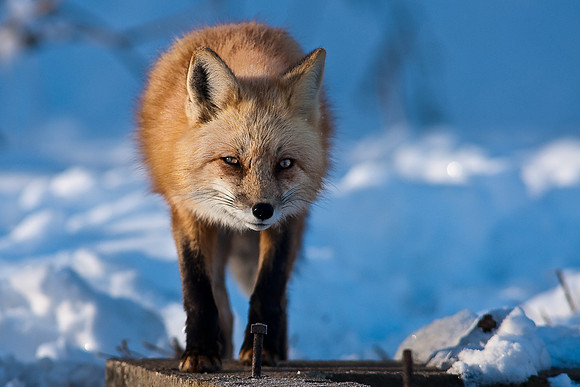 Red Fox-00178