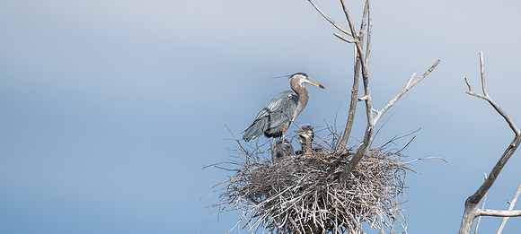 GBH-06068