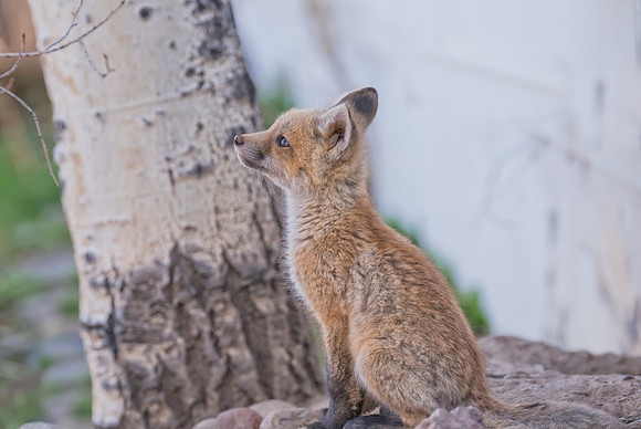 Fox Kit-08041