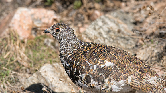 Ptarmigan-09821