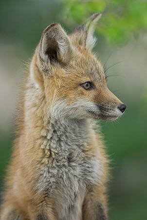 Fox Kit-01918